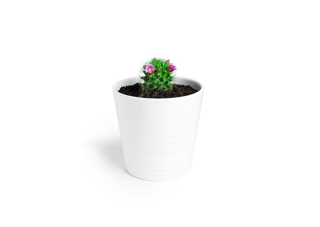 Cactus with flowers in white pot isolated on a white background. Blooming cactus. High quality photo