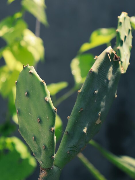 Photo a cactus with a green leaf that says 