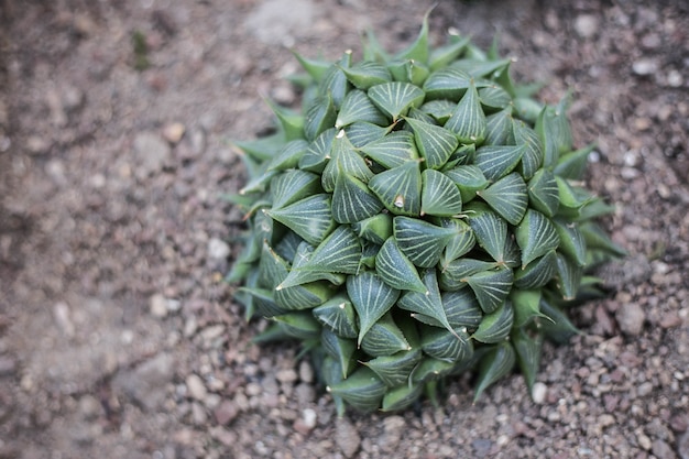 cactus with green leaves