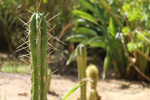 Cactus con grandi spine in un giardino