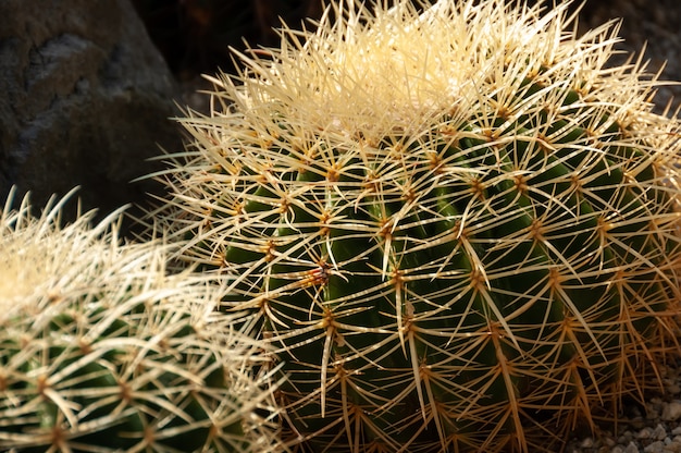 Cactus with long golden spinesCloseup of cactus with long spines illuminated by a soft light