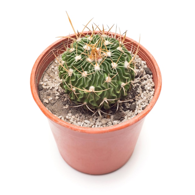 Cactus with long thorns in a pot isolated on white background. Flat lay, top view