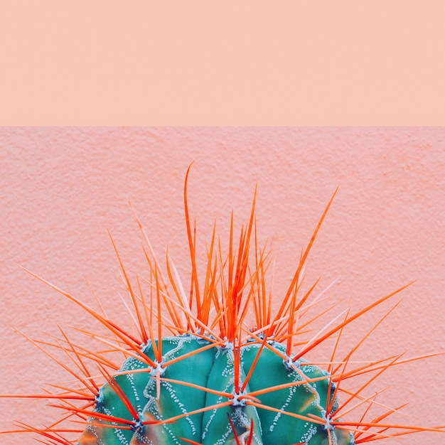 Cactus with prickles on pink wall. Plants on pink stylish concept