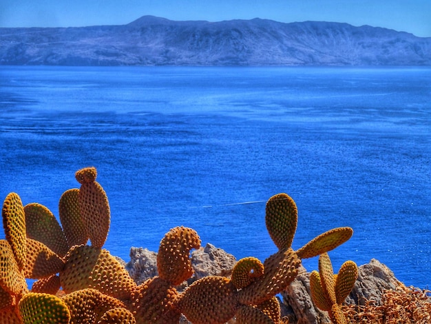 Photo cactus with sea in background