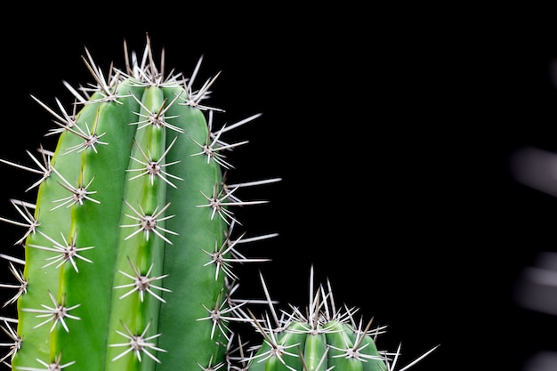 Cactus with sharp thorns,copy space.