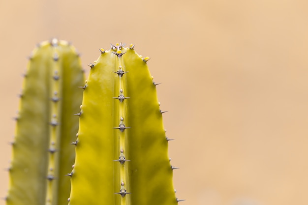 Cactus with sharp thorns