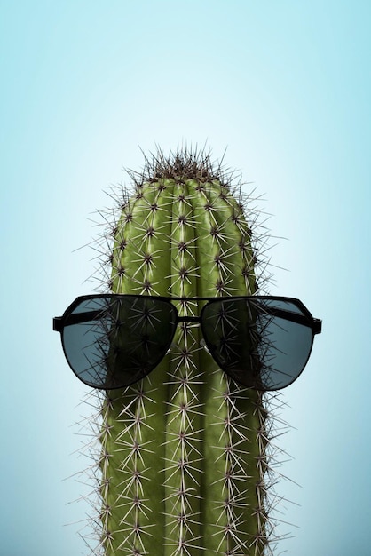 Photo cactus with sunglasses on blue