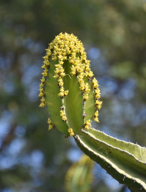 小さな黄色い花が咲き、開花しているサボテン。