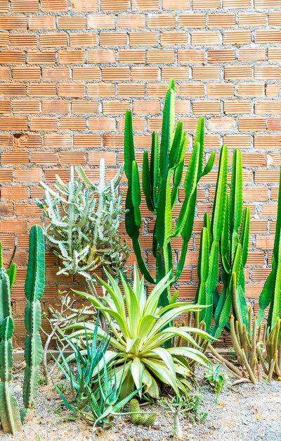 cactus with wall background 