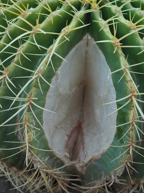 Foto un cactus con un centro bianco