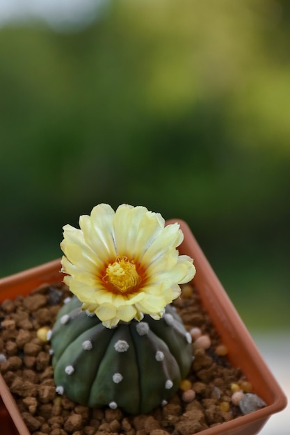 A cactus with a yellow flower and a white center.