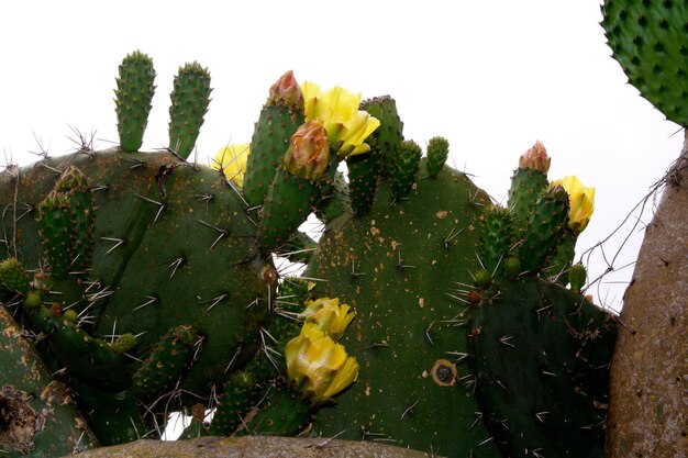 Photo a cactus with yellow flowers and a large green cactus