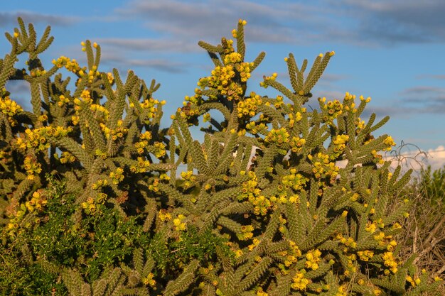 cactus with yellow fruits in winter in Cyprus 9