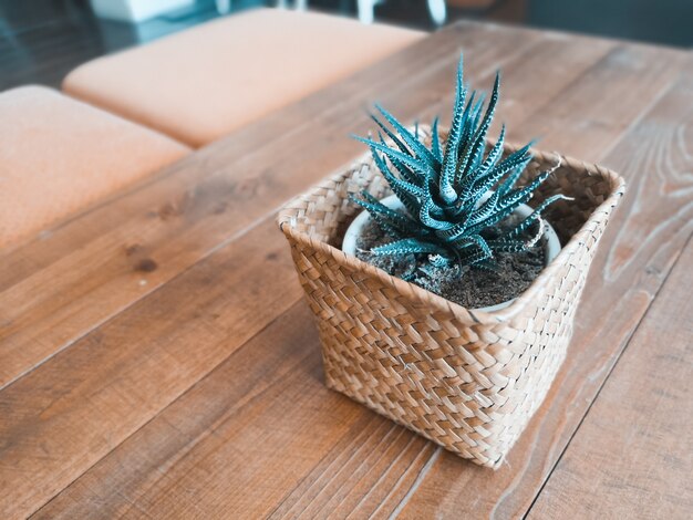 Cactus on wood table