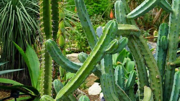 Cactus in Woods Photo