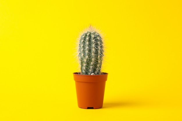 Cactus on yellow surface