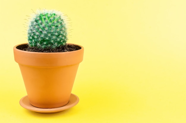 Cactus on a yellow 