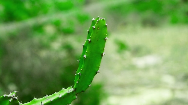 Cactus ziet eruit als een vinger