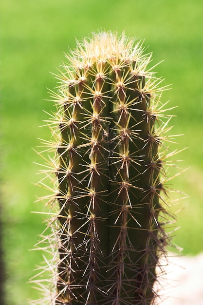 Cactus