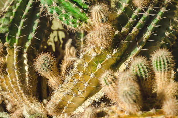 Photo cactus