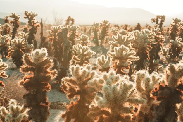 Photo cactus