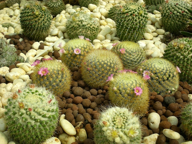 cactus 