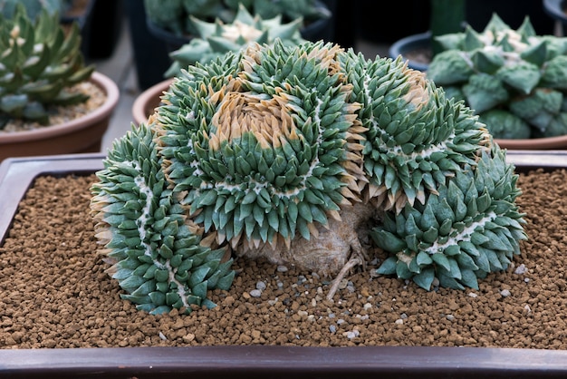 cactus