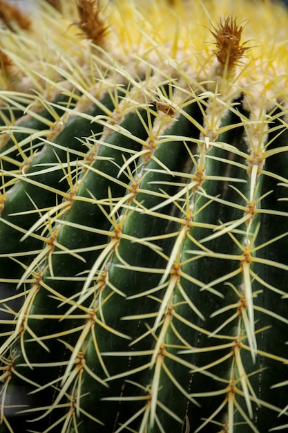 Cactus