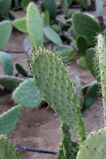 Cactus