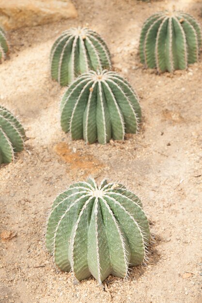 cactus