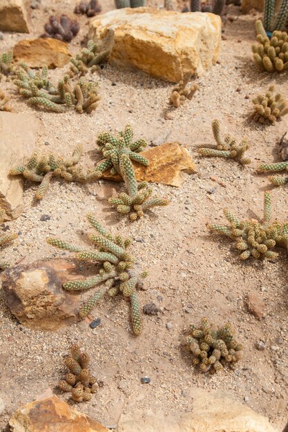 Foto cactus