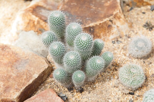 Photo cactus