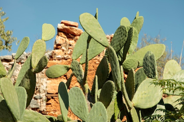 cactus