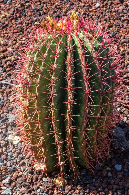 Cactus