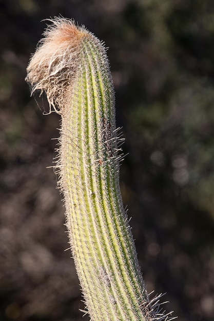 Cactus