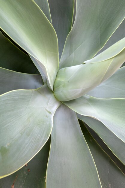 Cactusachtergrond in Alicante, Spanje