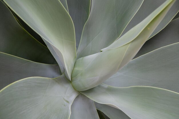 Cactusachtergrond in Altea, Alicante, Spanje