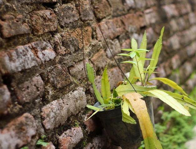 cactusbladeren groeien in een pot die aan de muur hangt