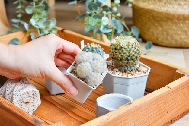 Foto cactusbloem bloeiend mammillaria schiedeana en mammillaria plumosa dessertplant groene en witte doorn stekelige plant kamerplant voor binnen voor huisdecoratie