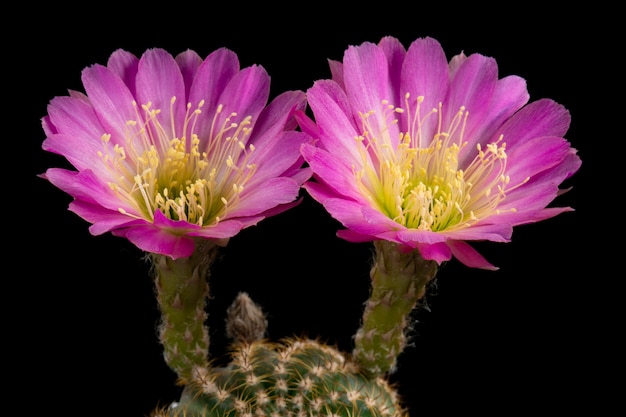 Cactusbloem foto's mooi bloeien in kleurrijk.