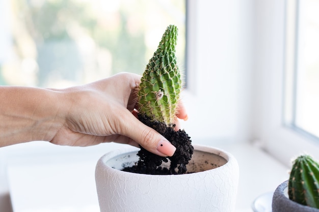 Cactusbloem in de pot op de witte tafel en lichte achtergrond. huisplanten en interieurconcept. de cactussen worden overgeplant van de ene bloempot in de andere.