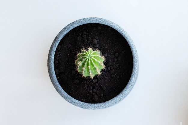 Cactusbloem in de pot op de witte tafel en lichte achtergrond. Huisplanten en interieurconcept. De cactussen worden overgeplant van de ene bloempot in de andere.