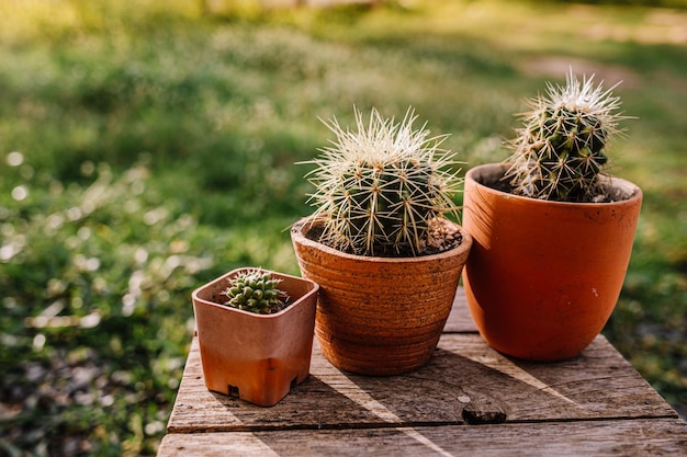 cactusbloem in de tuin