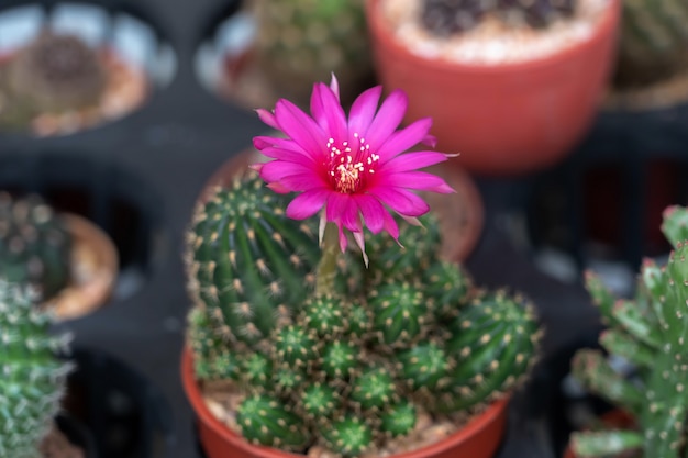 Cactusbloem in een pot op kantoor