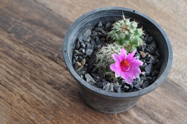 Cactusbloem in pot op houten achtergrond.