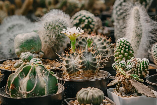 Cactusbloemen, Gymnocalycium mihanovichii met witte bloem bloeit op pot, Succulent, Cactussen, Cactaceae, Boom, Droogtetolerante plant.