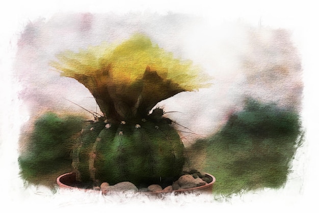 Cactusbloemen in collectie, Aquarel tekenen