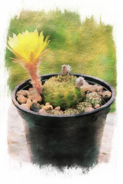 Cactusbloemen in collectie, Aquarel tekenen