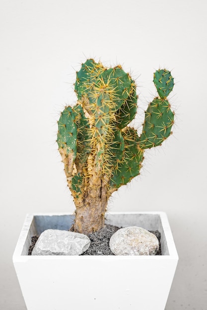 cactusboom binnen met schone achtergrond