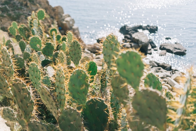 cactusboom in Azië